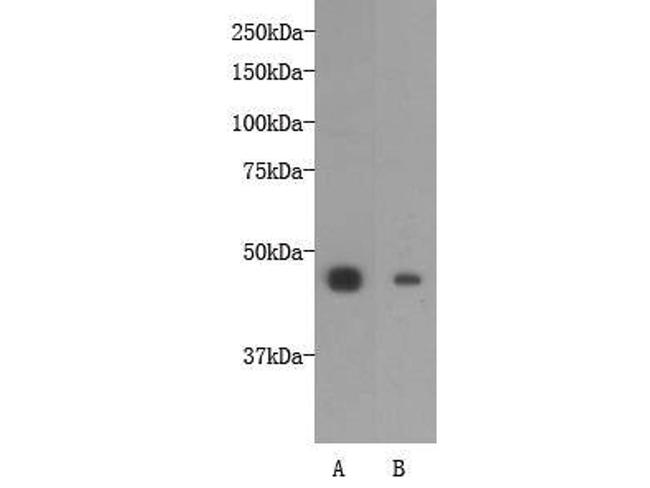 OCT4 Antibody in Western Blot (WB)