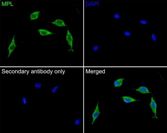 c-Mpl Antibody in Immunocytochemistry (ICC/IF)