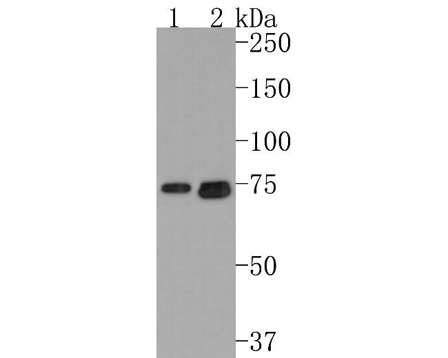 TCCR Antibody in Western Blot (WB)