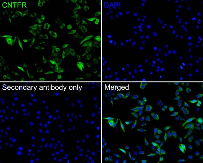 CNTFR Antibody in Immunocytochemistry (ICC/IF)