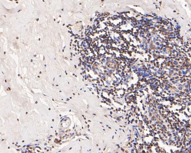 Histone H3 Antibody in Immunohistochemistry (Paraffin) (IHC (P))