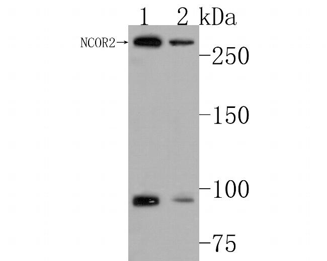 NCoR2 Antibody in Western Blot (WB)