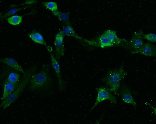 INHA Antibody in Immunocytochemistry (ICC/IF)