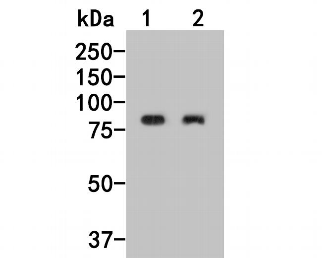 DDX4 Antibody in Western Blot (WB)