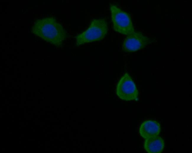 Dynamin 3 Antibody in Immunocytochemistry (ICC/IF)