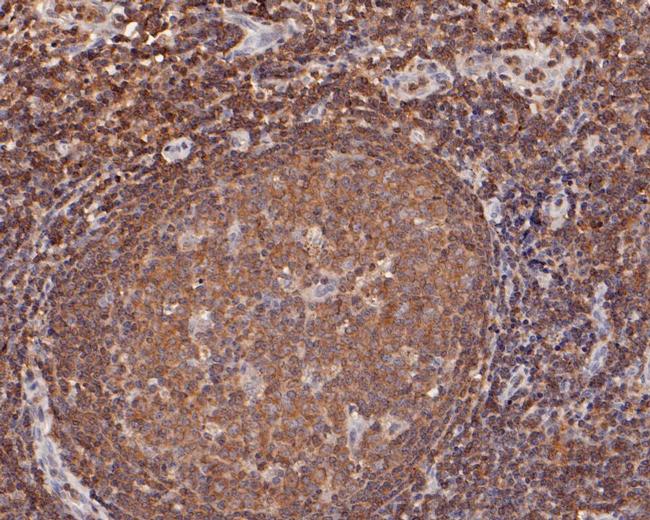 MST1 (STK4) Antibody in Immunohistochemistry (Paraffin) (IHC (P))