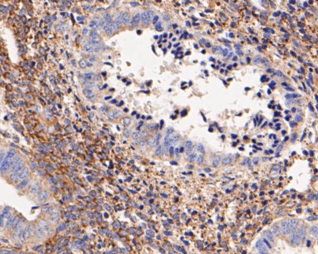 SynGAP Antibody in Immunohistochemistry (Paraffin) (IHC (P))