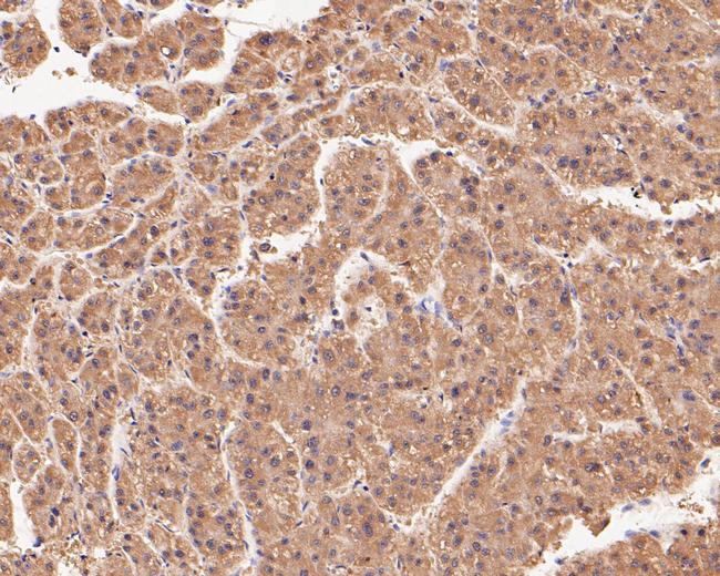 Connexin 26 Antibody in Immunohistochemistry (Paraffin) (IHC (P))