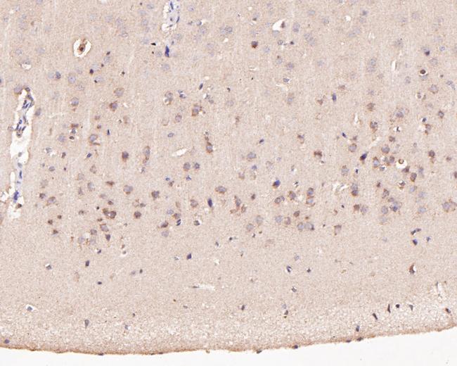 Pannexin 2 Antibody in Immunohistochemistry (Paraffin) (IHC (P))