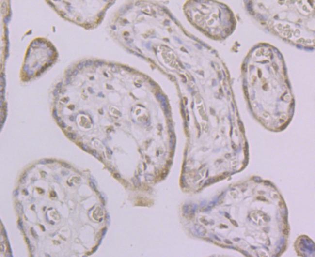 Histone Macro-H2A.1 Antibody in Immunohistochemistry (Paraffin) (IHC (P))