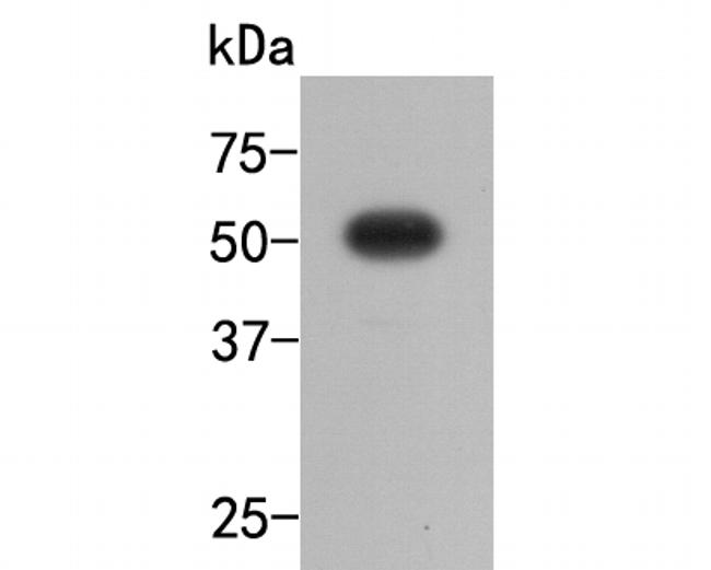 V5 Tag Antibody in Western Blot (WB)