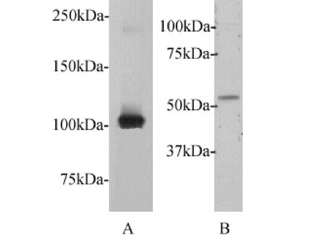 c-Myc Antibody in Western Blot (WB)