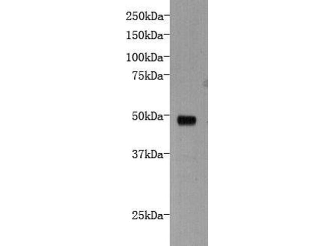 DCHS1 Antibody in Western Blot (WB)