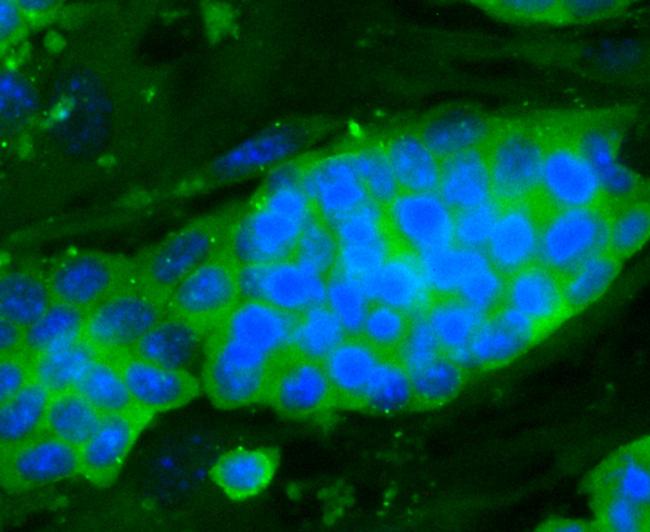 DOPEY2 Antibody in Immunocytochemistry (ICC/IF)