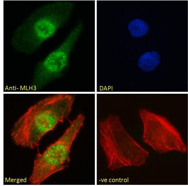 MLH3 Antibody in Immunocytochemistry (ICC/IF)