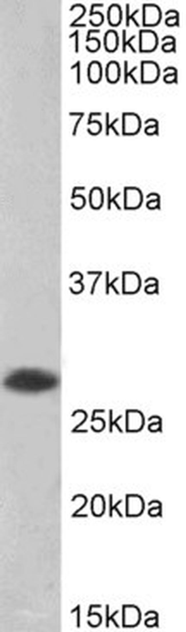 PHAPI2 Antibody in Western Blot (WB)