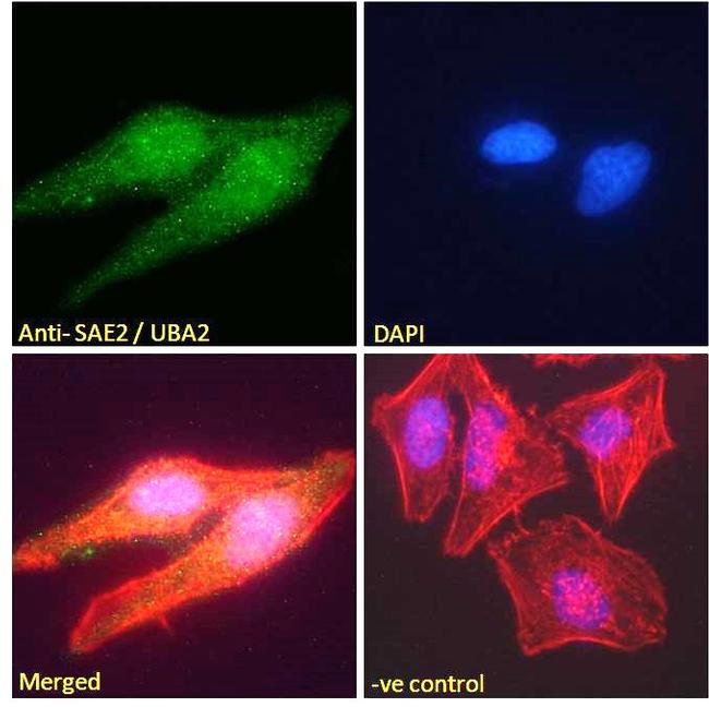 UBA2 Antibody in Immunocytochemistry (ICC/IF)