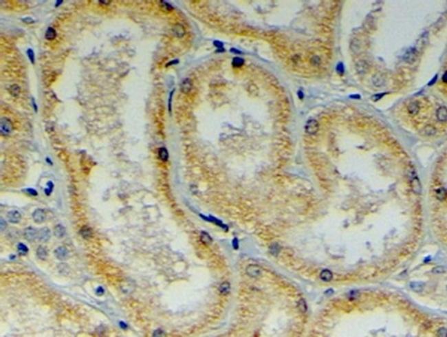 DNAJB9 Antibody in Immunohistochemistry (Paraffin) (IHC (P))