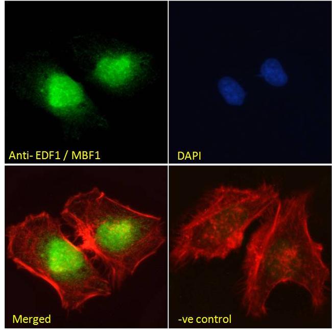 EDF1 Antibody in Immunocytochemistry (ICC/IF)