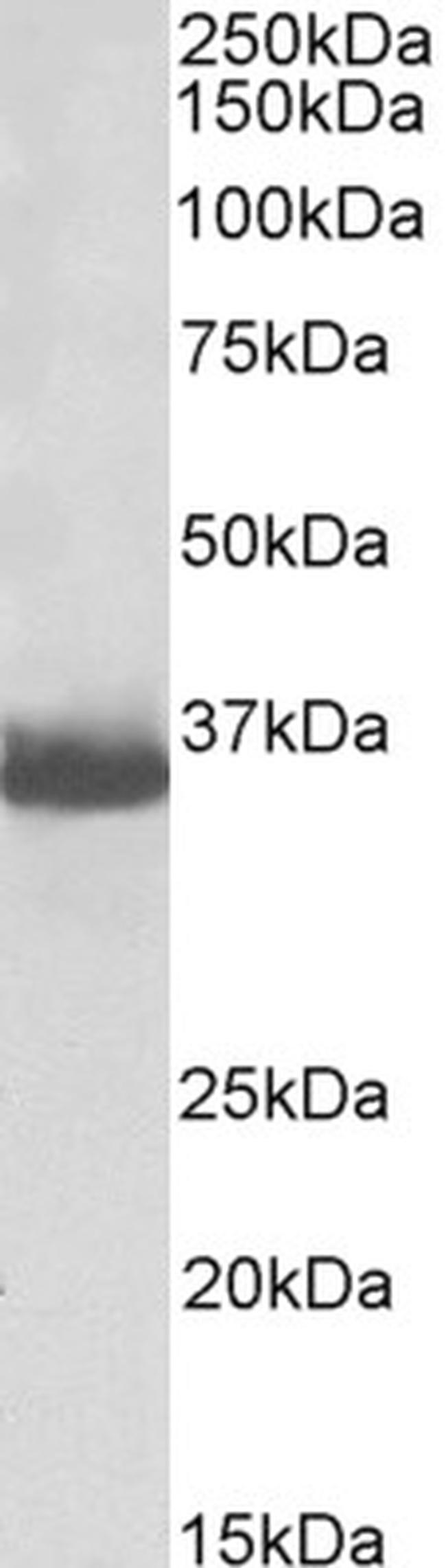 GAPDH Loading Control Antibody in Western Blot (WB)