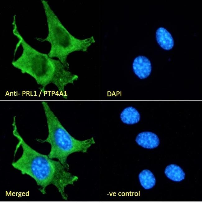 PRL1 Antibody in Immunocytochemistry (ICC/IF)