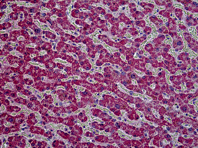 HYAL2 Antibody in Immunohistochemistry (Paraffin) (IHC (P))