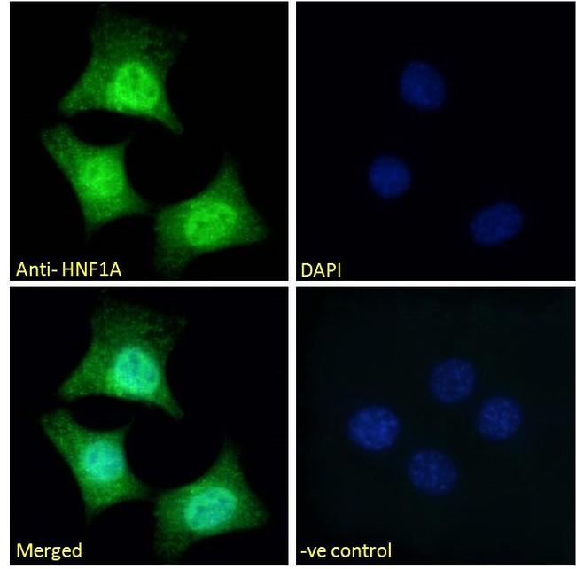 HNF1A Antibody in Immunocytochemistry (ICC/IF)