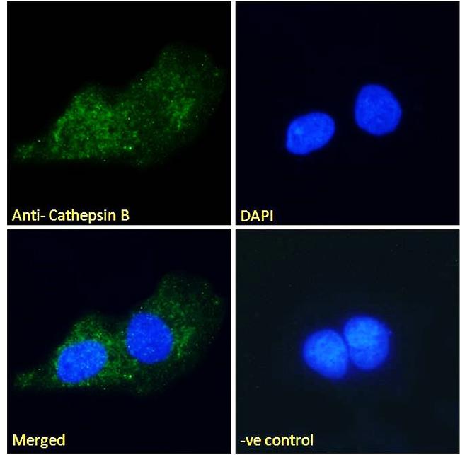 Cathepsin B Antibody in Immunocytochemistry (ICC/IF)