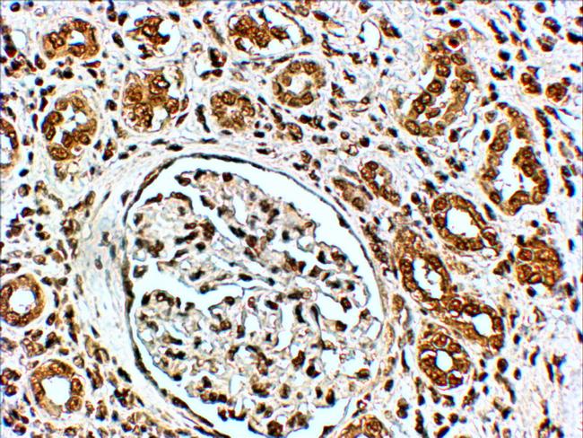 VPS41 Antibody in Immunohistochemistry (Paraffin) (IHC (P))