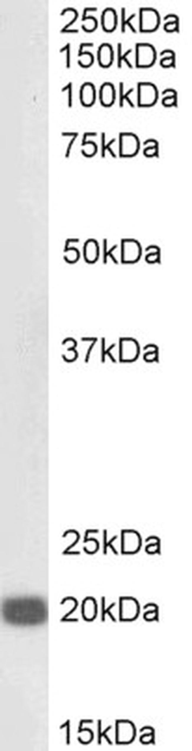 HP1 gamma Antibody in Western Blot (WB)