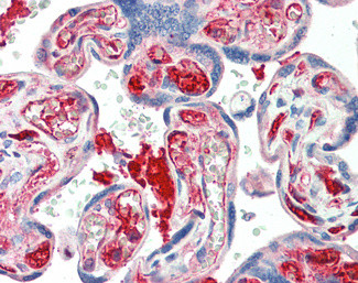 Kiaa0319 Antibody in Immunohistochemistry (Paraffin) (IHC (P))