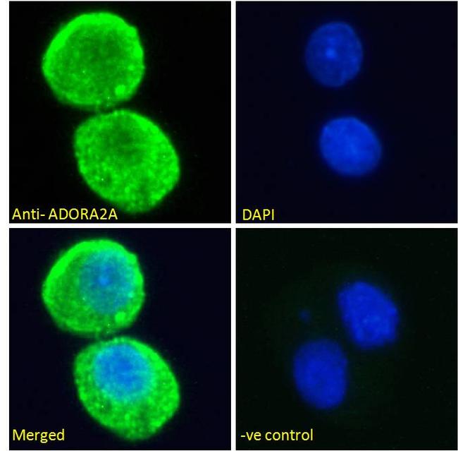 ADORA2A Antibody in Immunocytochemistry (ICC/IF)