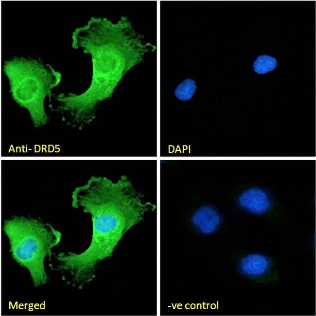 DRD5 Antibody in Immunocytochemistry (ICC/IF)