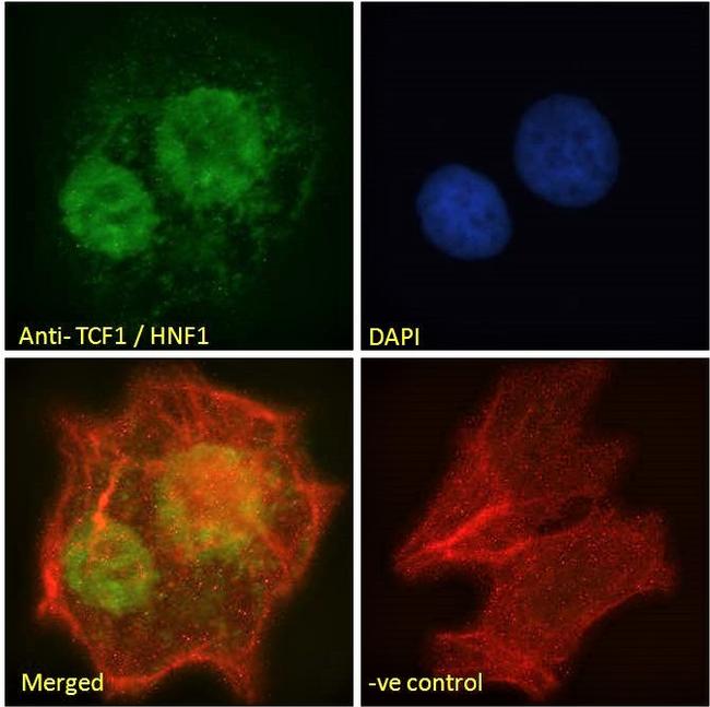 HNF1A Antibody in Immunocytochemistry (ICC/IF)