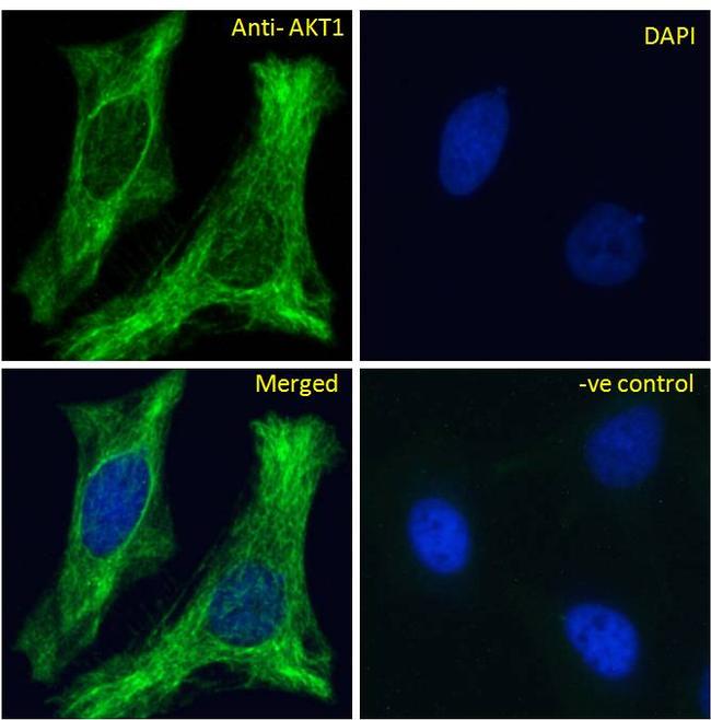 AKT1 Antibody in Immunocytochemistry (ICC/IF)