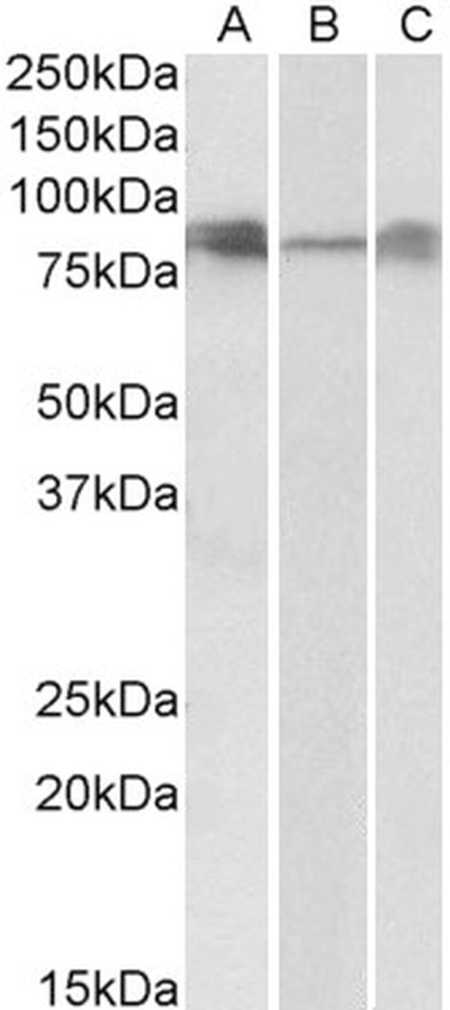 DLL4 Antibody in Western Blot (WB)