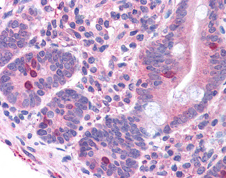 GNAT3 Antibody in Immunohistochemistry (Paraffin) (IHC (P))