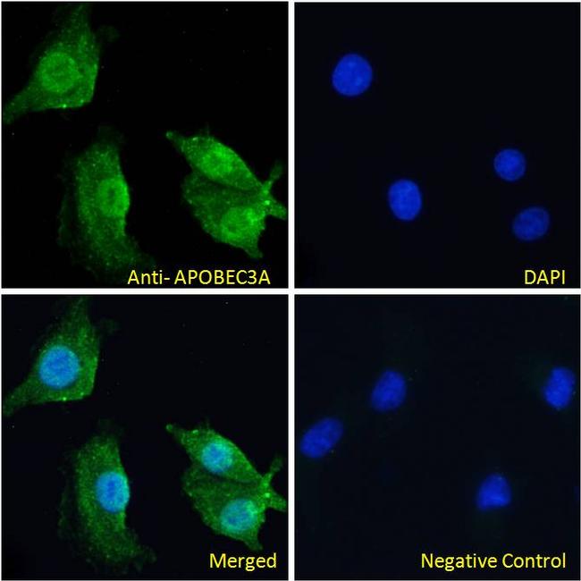 APOBEC3A Antibody in Immunocytochemistry (ICC/IF)