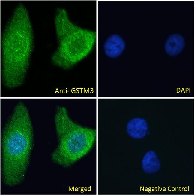 GSTM3 Antibody in Immunocytochemistry (ICC/IF)