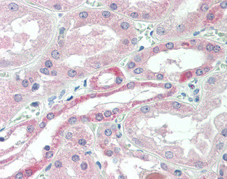 USP43 Antibody in Immunohistochemistry (Paraffin) (IHC (P))