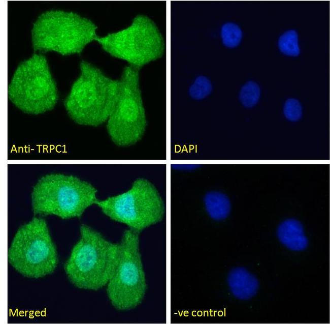 TRPC1 Antibody in Immunocytochemistry (ICC/IF)