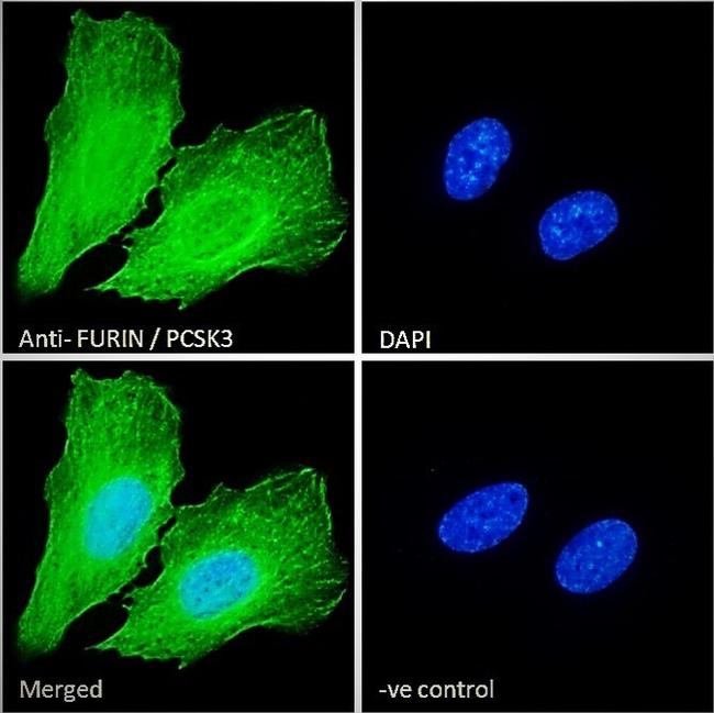 Furin Antibody in Immunocytochemistry (ICC/IF)