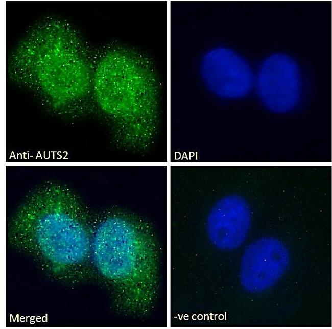 AUTS2 Antibody in Immunocytochemistry (ICC/IF)