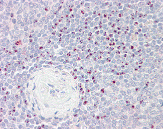 BAG6 Antibody in Immunohistochemistry (Paraffin) (IHC (P))