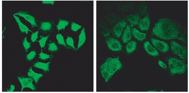 SPG20 Antibody in Immunocytochemistry (ICC/IF)