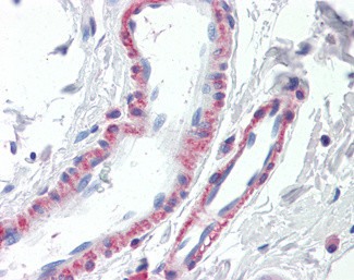 Thrombospondin 3 Antibody in Immunohistochemistry (Paraffin) (IHC (P))