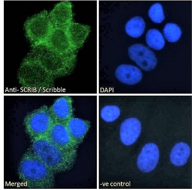 SCRIB Antibody in Immunocytochemistry (ICC/IF)