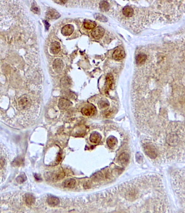 SGK1 Antibody in Immunohistochemistry (Paraffin) (IHC (P))