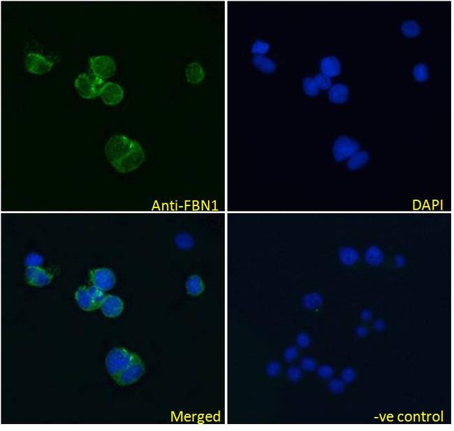 Fibrillin 1 Antibody in Immunocytochemistry (ICC/IF)