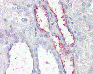 KCNE3 Antibody in Immunohistochemistry (Paraffin) (IHC (P))